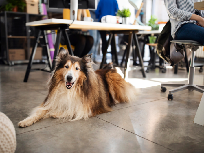 Dog Friendly Workplaces