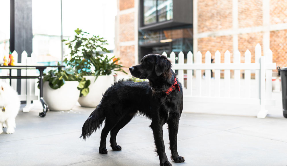 Dog Friendly Office - Generator